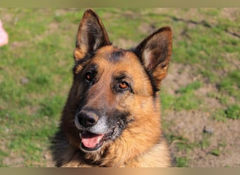 Rex sucht Schäferhund Fans!