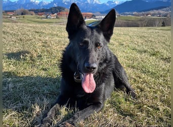 Irie - Vermittlungshilfe - sucht die Nadel im Heuhaufen