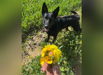 Irie - Vermittlungshilfe - sucht die Nadel im Heuhaufen