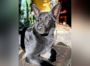 Irie - Vermittlungshilfe - sucht die Nadel im Heuhaufen