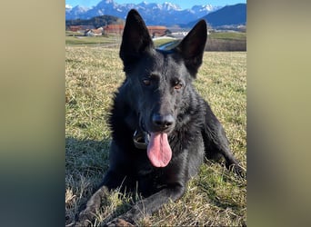 Irie - Vermittlungshilfe - sucht die Nadel im Heuhaufen