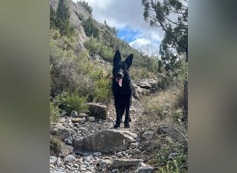 Irie - Vermittlungshilfe - sucht die Nadel im Heuhaufen