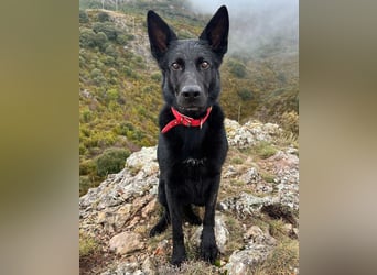 Irie - Vermittlungshilfe - sucht die Nadel im Heuhaufen