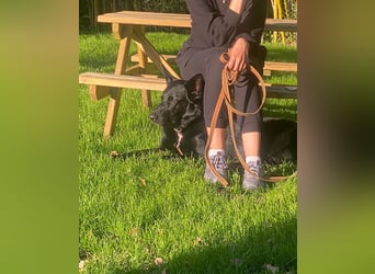 Irie - Vermittlungshilfe - sucht die Nadel im Heuhaufen