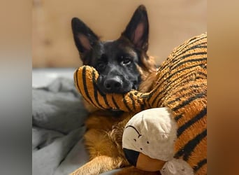Rex - ist unsicher