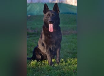 Xanti sucht ein Zuhause