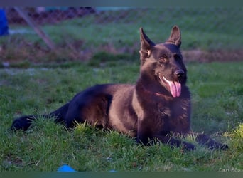 Xanti sucht ein Zuhause