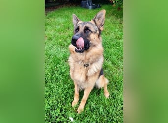 Socke sucht sein Zuhause