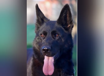 Xanti sucht ein Zuhause