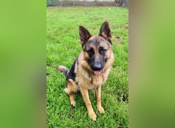 Socke sucht sein Zuhause