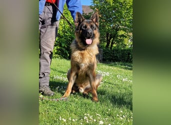UNO - 2 jähriger Schäferhund Rüde