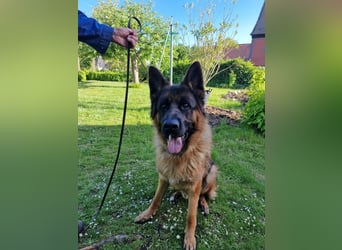 UNO - 2 jähriger Schäferhund Rüde