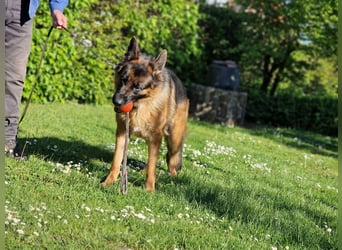 UNO - 2 jähriger Schäferhund Rüde
