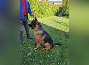 UNO - 2 jähriger Schäferhund Rüde