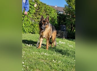 UNO - 2 jähriger Schäferhund Rüde