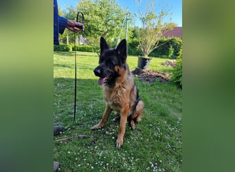UNO - 2 jähriger Schäferhund Rüde