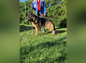 UNO - 2 jähriger Schäferhund Rüde