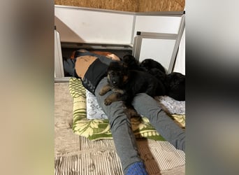 Wunderschöne Schäferhundewelpen suchen ihr neues zu Hause