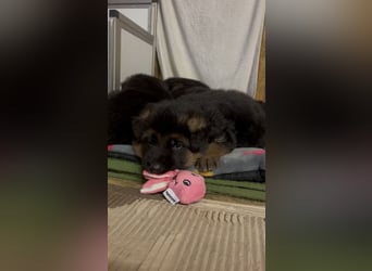 Wunderschöne Schäferhundewelpen suchen ihr neues zu Hause