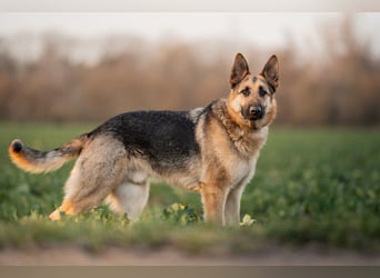 Bandito sucht ein Zuhause mit klarer Führung