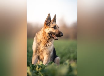 Bandito sucht ein Zuhause mit klarer Führung