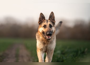Bandito sucht ein Zuhause mit klarer Führung