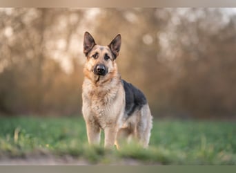 Bandito sucht ein Zuhause mit klarer Führung