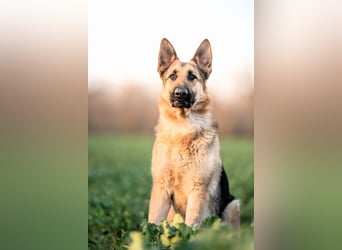 Bandito sucht ein Zuhause mit klarer Führung