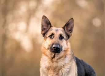 Bandito sucht ein Zuhause mit klarer Führung