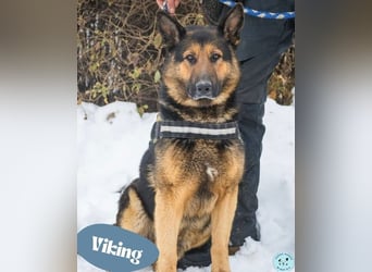 Viking - unsicherer Rohdiamant