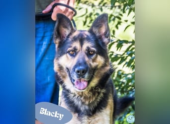 Blacky SI - verträglich, lieb