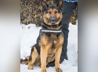 Viking - aktiv, menschenlieb