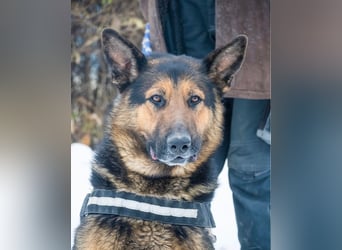 Viking - aktiv, menschenlieb