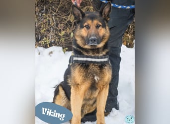 Viking - aktiv, menschenlieb