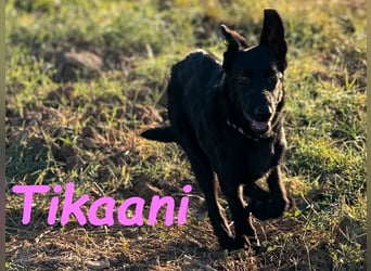 Tikaani geb. 06/2025 (ESP) - junge und kluge Deutsche Schäferhündin aus der Arbeitslinie!