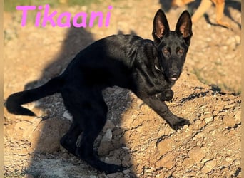 Tikaani geb. 06/2025 (ESP) - junge und kluge Deutsche Schäferhündin aus der Arbeitslinie!