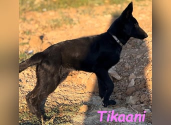 Tikaani geb. 06/2025 (ESP) - junge und kluge Deutsche Schäferhündin aus der Arbeitslinie!