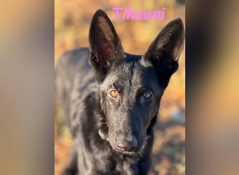 Tikaani geb. 06/2025 (ESP) - junge und kluge Deutsche Schäferhündin aus der Arbeitslinie!