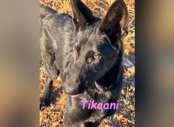 Tikaani geb. 06/2025 (ESP) - junge und kluge Deutsche Schäferhündin aus der Arbeitslinie!
