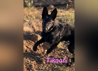 Tikaani geb. 06/2025 (ESP) - junge und kluge Deutsche Schäferhündin aus der Arbeitslinie!