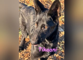 Tikaani geb. 06/2025 (ESP) - junge und kluge Deutsche Schäferhündin aus der Arbeitslinie!