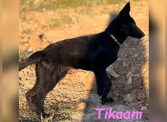 Tikaani geb. 06/2025 (ESP) - junge und kluge Deutsche Schäferhündin aus der Arbeitslinie!