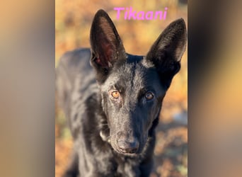 Tikaani geb. 06/2025 (ESP) - junge und kluge Deutsche Schäferhündin aus der Arbeitslinie!