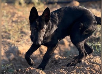 Tikaani geb. 06/2025 (ESP) - junge und kluge Deutsche Schäferhündin aus der Arbeitslinie!