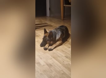 Leistungsstarke Deutsche Schäferhündin aus Arbeitslinie abzugeben.