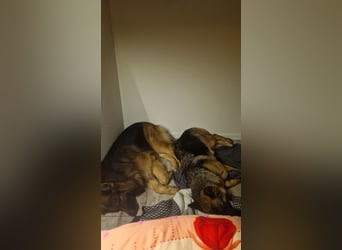 Leistungsstarke Deutsche Schäferhündin aus Arbeitslinie abzugeben.