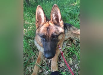 Leistungsstarke Deutsche Schäferhündin aus Arbeitslinie abzugeben.