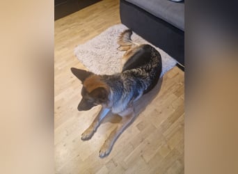 Leistungsstarke Deutsche Schäferhündin aus Arbeitslinie abzugeben.