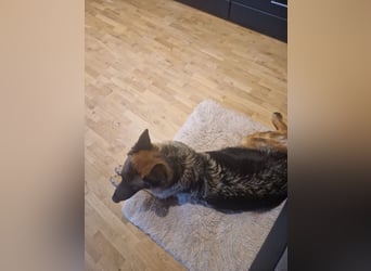 Leistungsstarke Deutsche Schäferhündin aus Arbeitslinie abzugeben.