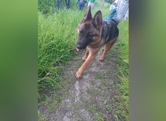 Leistungsstarke Deutsche Schäferhündin aus Arbeitslinie abzugeben.